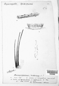 Pseudolachnea hispidula image